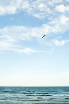 seagull flying over the ocean 