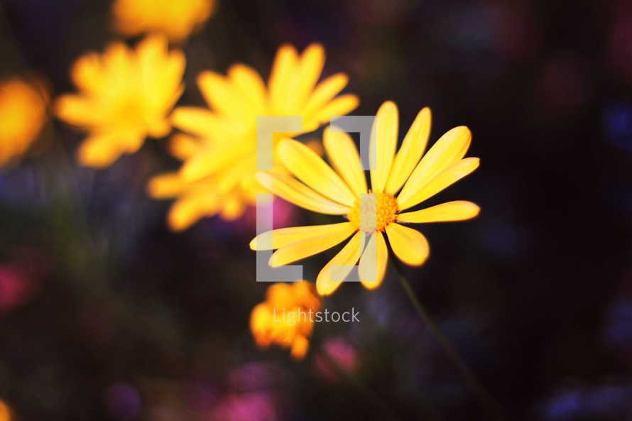 yellow daisies 
