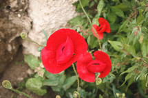 red poppy flowers closeup 