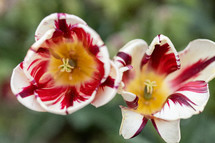 close up of two tulips