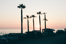 parked cars along a beach and tall palm trees 
