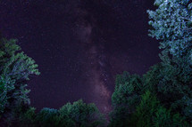 stars in the night sky above the trees