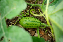 watermelons growing on the vine 