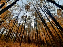 Looking up at the autumn trees