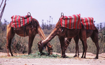 camels grazing 