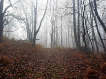 Autumn leaves on the ground around bare trees and mist