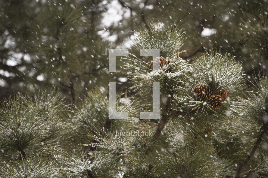 Snow falling on evergreen trees.