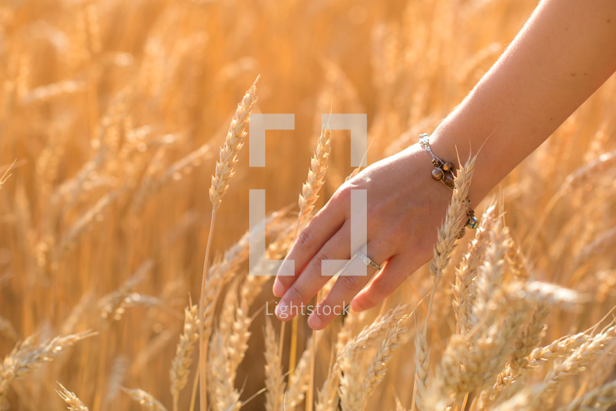 touching wheat grains 