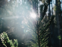 sunbeam on pine needles 