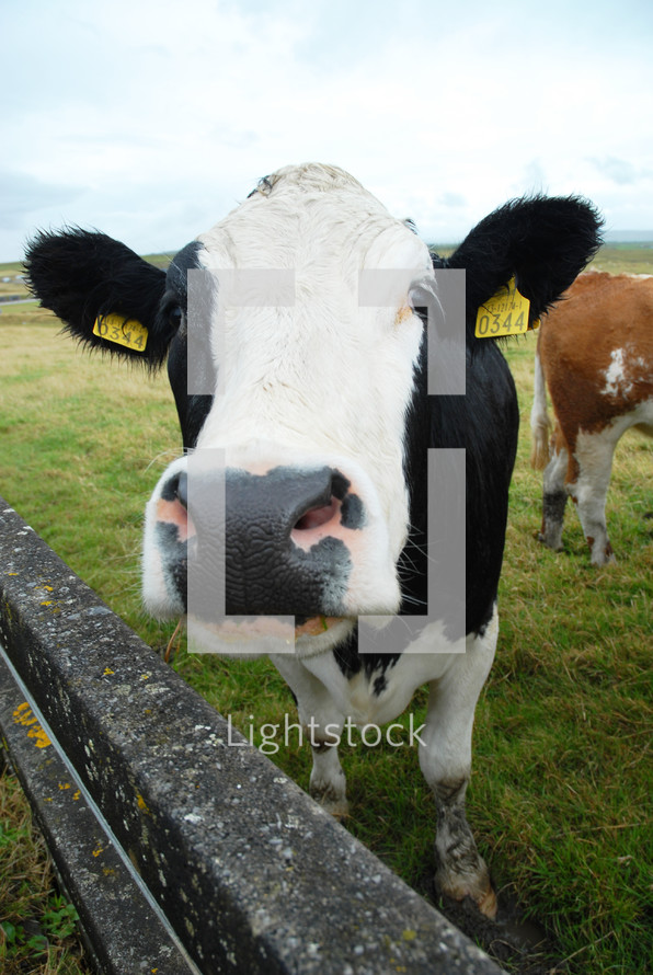 Close-up of a tagged cow in a pasture.