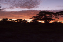 tree silhouettes under and African sunrise