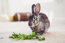 a rabbit eating greens