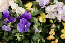 pansy flowers 