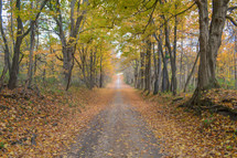 rural road lined by fall trees 