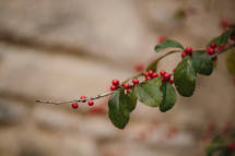 Possumhaw branch with berries