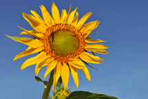 sunflower against the blue sky 