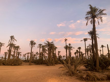 desert palms 