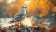 Seagull sitting on a rock by the lake in autumn.