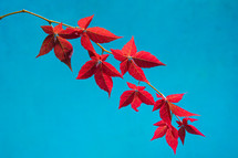 red maple leaves against a blue sky 