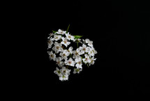 white blossoms on a black background 