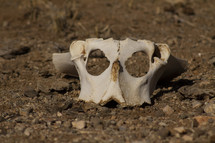 A cow skull in the arid desert