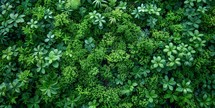Green leaves background. Top view of green leaves background. Nature background.