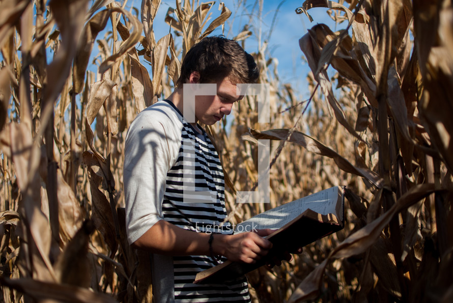 Boy reading a book while standing between corn stalks.