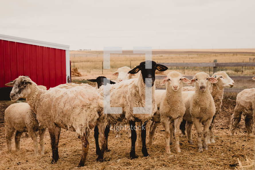 sheep on a farm 