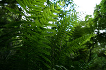 green fern plants 