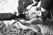 Hands bottle-feeding a baby lamb