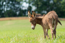 donkey in a field 
