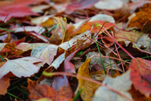 Autumn Leaves Up Close on the ground