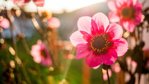 pink spring flowers in sunlight 