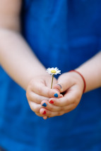 little girl in a blue blouse is holding a chamomile flower in her hands with manicure in a spring garden. selective focus