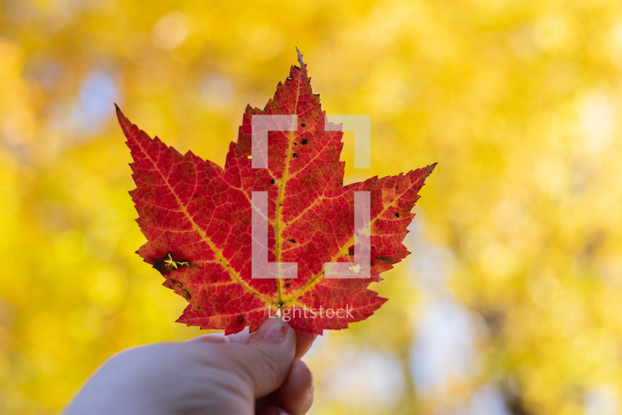 Red fall leaf in front of blurred yellow leaves