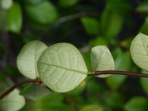green leaves on a vine 