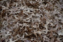 pile of brown fall oak leaves 