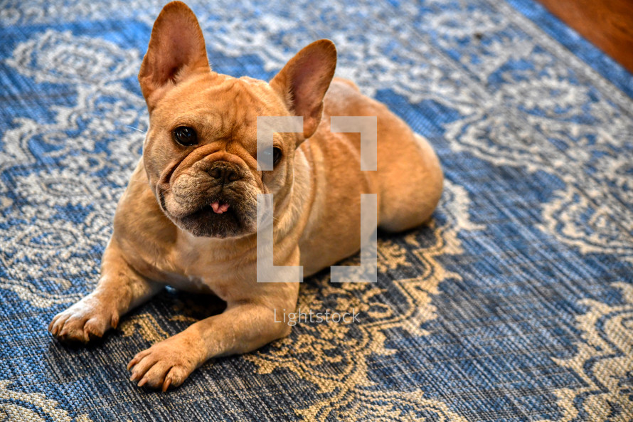 French bulldog with tongue out 