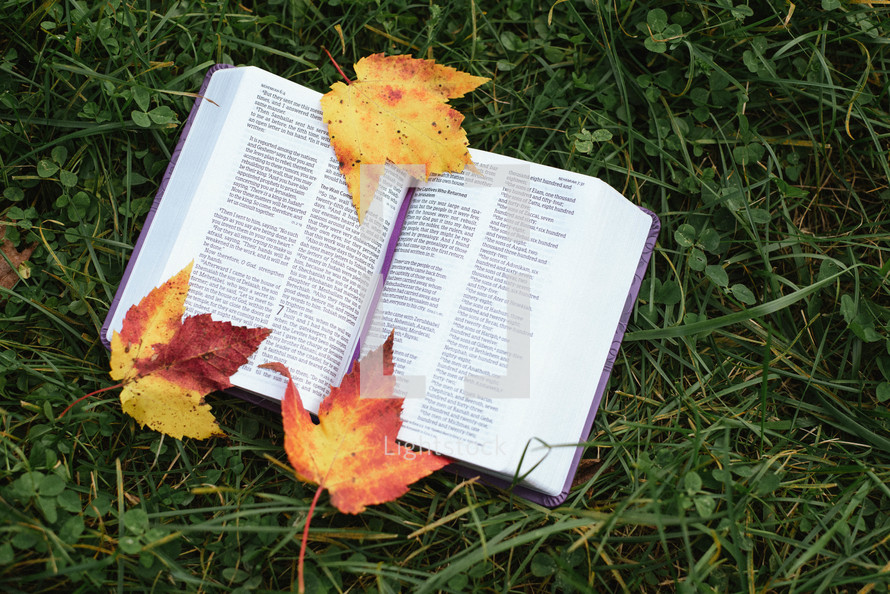 fall leaves on the pages of a Bible outdoors 