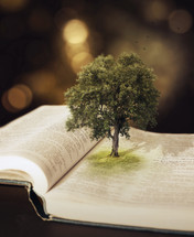 tree growing out of the pages of a Bible 