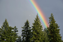 rainbow over trees in a forest 