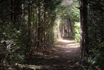 path trough a pine forest 