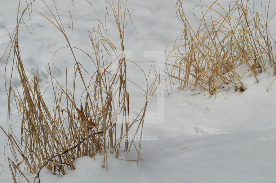 
Grass in the snow