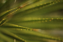 spiky green leaves 