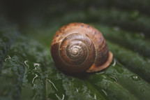snail on a wet leaf 