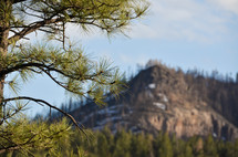 Pinetree with mountain in the background.