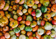various colored tomatoes from a garden 