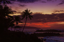 palm trees along a tropical shore at sunset 