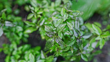 Fresh leaves of Genovese herb. Gardener watering basil plant growing in home garden. Can be used in quality medicine, cooking spices. Also known as Holy Tulsi