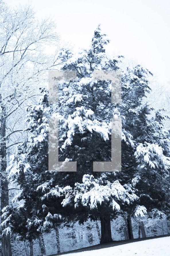 A snow covered evergreen tree.